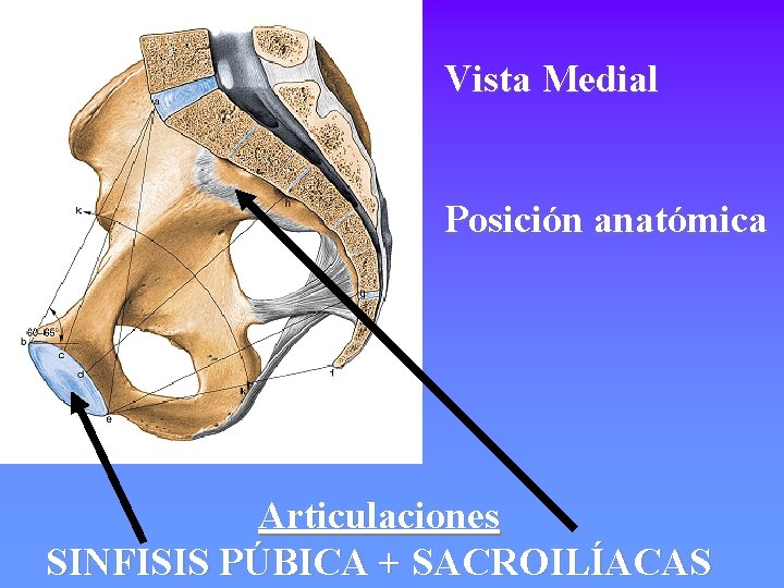 Vista Medial Posición anatómica Articulaciones SINFISIS PÚBICA + SACROILÍACAS 
