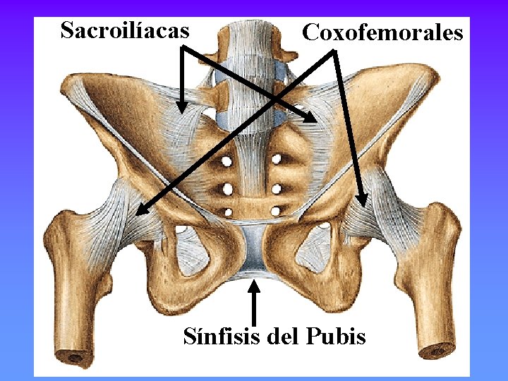 Sacroilíacas Coxofemorales Sínfisis del Pubis 