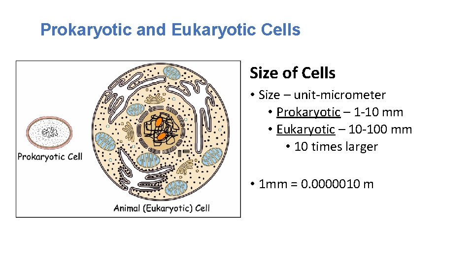 Prokaryotic and Eukaryotic Cells Size of Cells • Size – unit-micrometer • Prokaryotic –