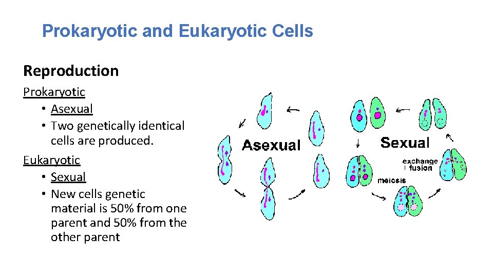 Prokaryotic and Eukaryotic Cells Reproduction Prokaryotic • Asexual • Two genetically identical cells are