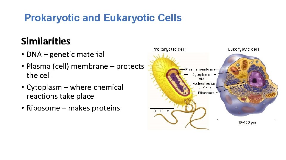 Prokaryotic and Eukaryotic Cells Similarities • DNA – genetic material • Plasma (cell) membrane