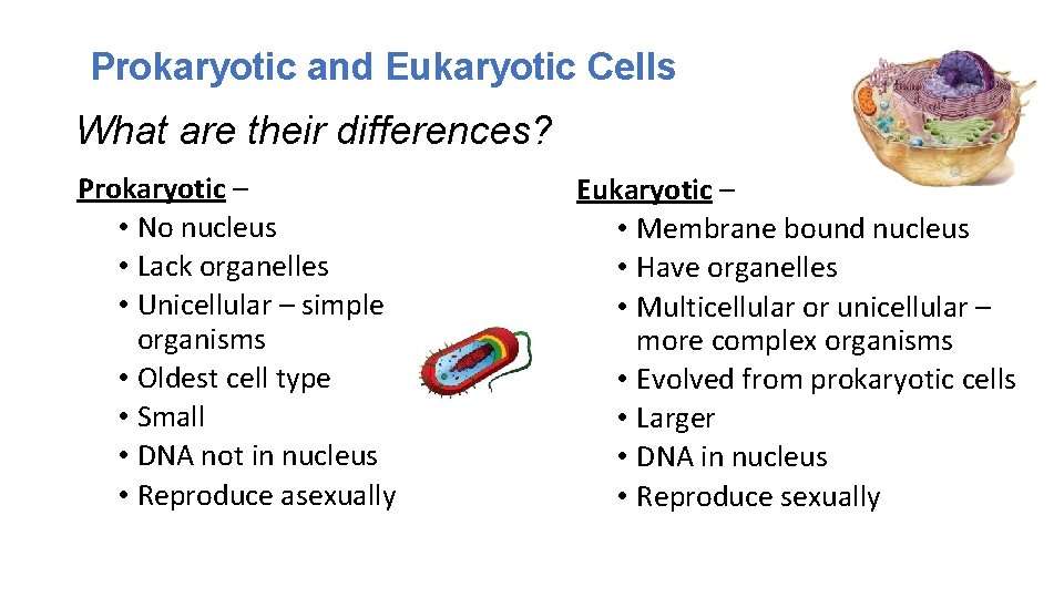 Prokaryotic and Eukaryotic Cells What are their differences? Prokaryotic – • No nucleus •