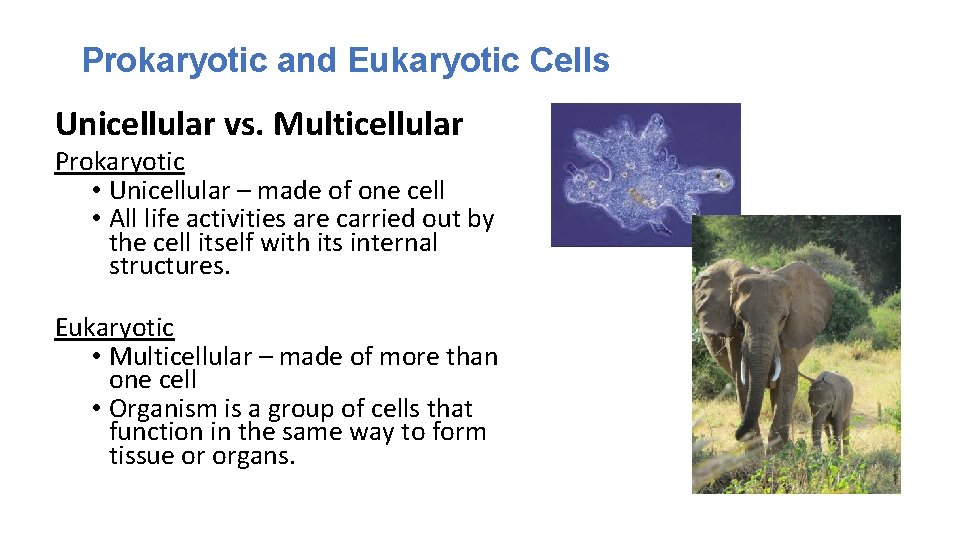 Prokaryotic and Eukaryotic Cells Unicellular vs. Multicellular Prokaryotic • Unicellular – made of one