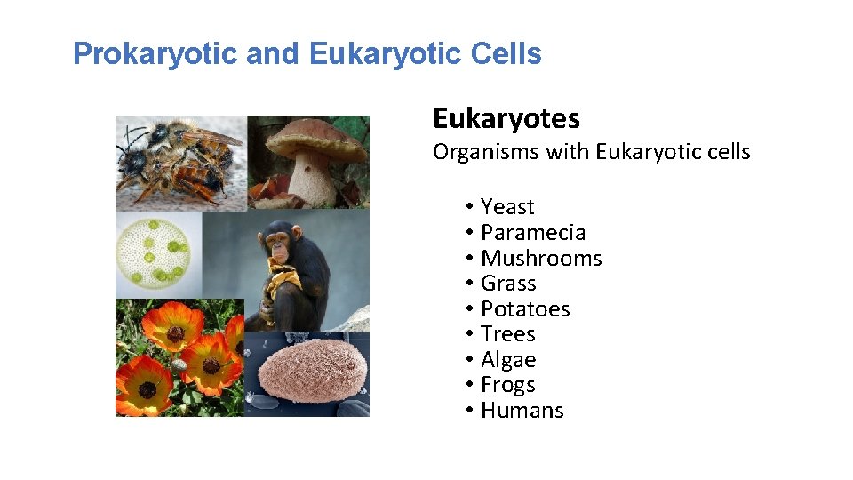 Prokaryotic and Eukaryotic Cells Eukaryotes Organisms with Eukaryotic cells • Yeast • Paramecia •