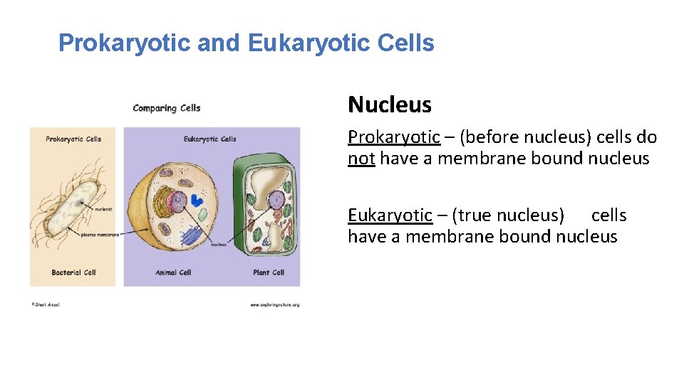 Prokaryotic and Eukaryotic Cells Nucleus Prokaryotic – (before nucleus) cells do not have a