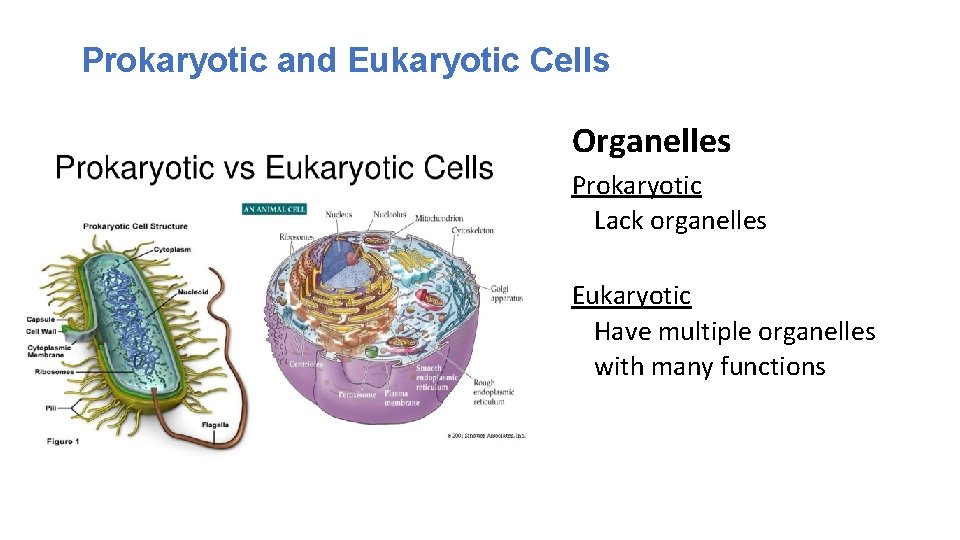 Prokaryotic and Eukaryotic Cells Organelles Prokaryotic Lack organelles Eukaryotic Have multiple organelles with many
