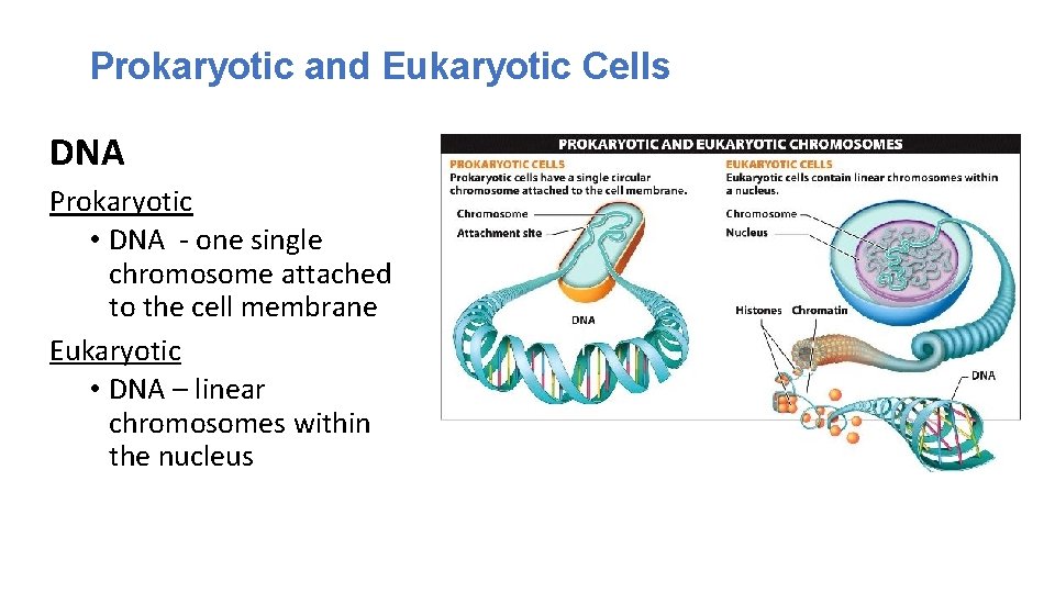 Prokaryotic and Eukaryotic Cells DNA Prokaryotic • DNA - one single chromosome attached to