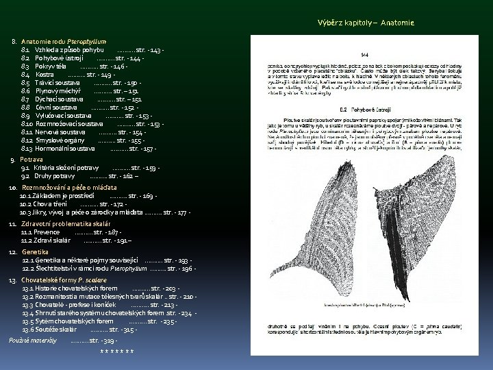 Výběr z kapitoly – Anatomie 8. Anatomie rodu Pterophyllum 8. 1 Vzhled a způsob