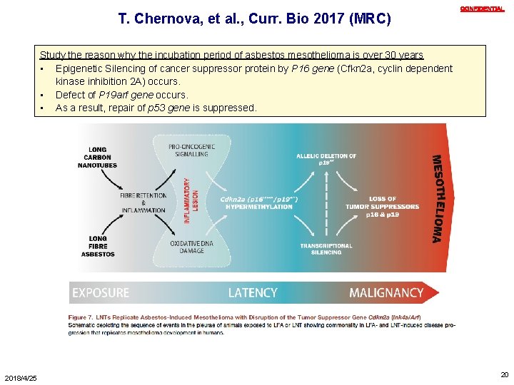 T. Chernova, et al. , Curr. Bio 2017 (MRC) ＣＯＮＦＩＤＥＮＴＩＡＬ Study the reason why