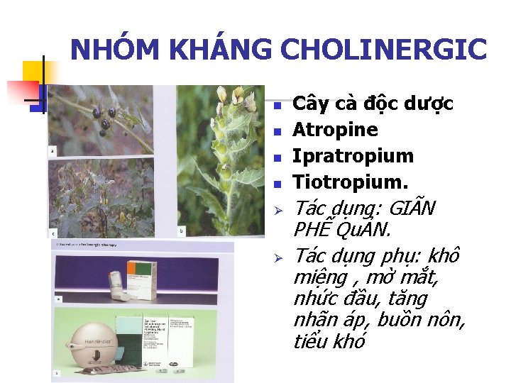 NHÓM KHÁNG CHOLINERGIC n n Ø Ø Cây cà độc dược Atropine Ipratropium Tiotropium.