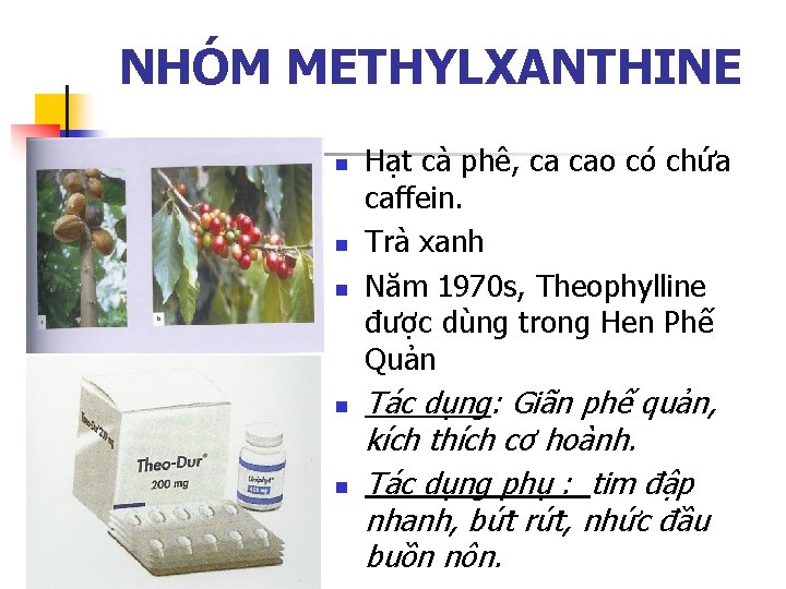 NHÓM METHYLXANTHINE n n n Hạt cà phê, ca cao có chứa caffein. Trà