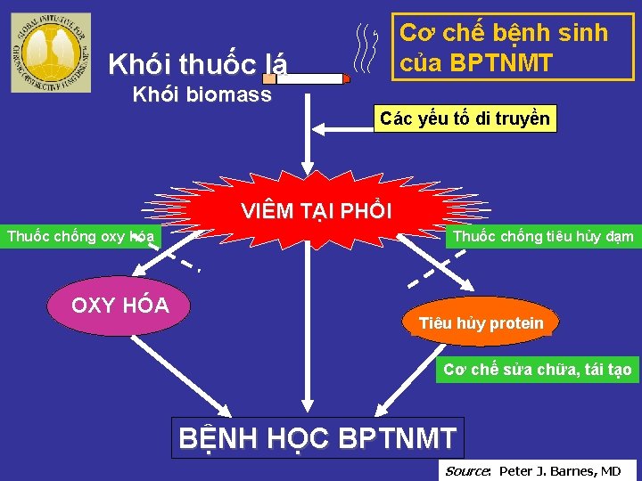 Cơ chế bệnh sinh của BPTNMT Khói thuốc lá Khói biomass Các yếu tố