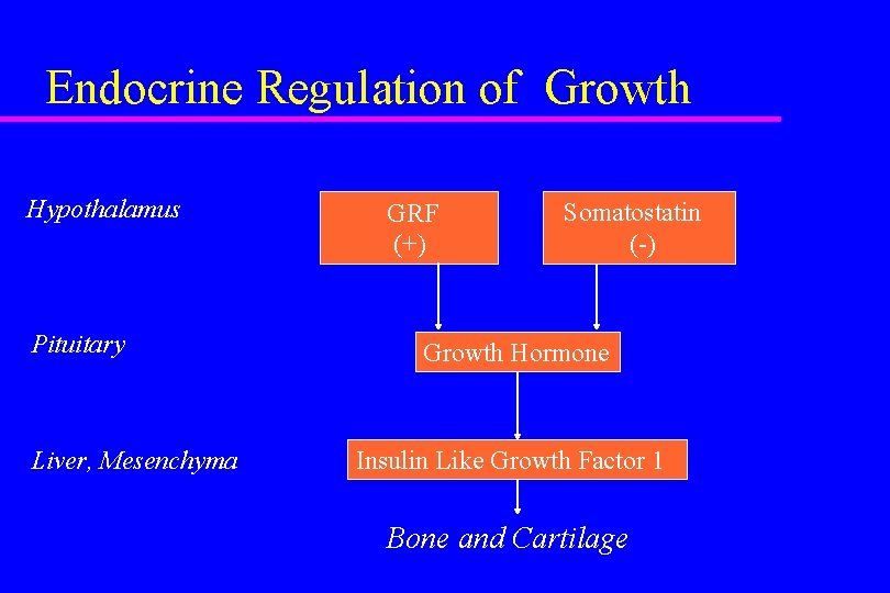 Endocrine Regulation of Growth Hypothalamus Pituitary Liver, Mesenchyma GRF (+) Somatostatin (-) Growth Hormone