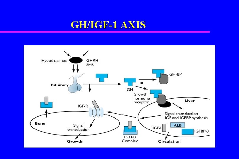 GH/IGF-1 AXIS 