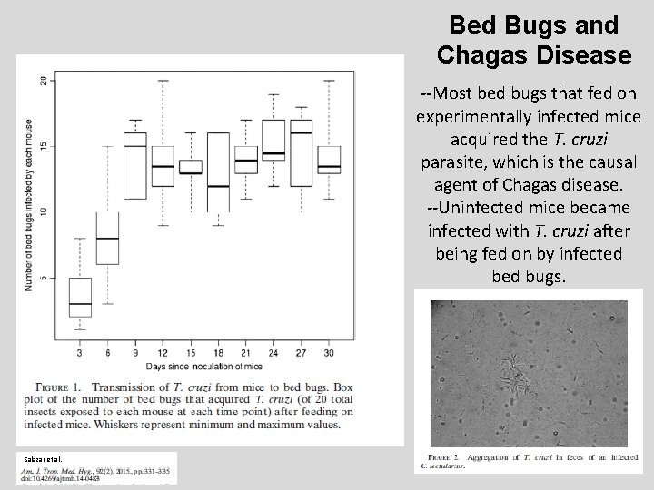 Bed Bugs and Chagas Disease --Most bed bugs that fed on experimentally infected mice