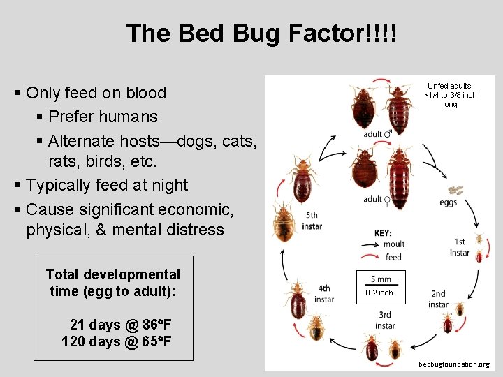 The Bed Bug Factor!!!! Unfed adults: ~1/4 to 3/8 inch long § Only feed