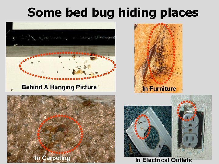 Some bed bug hiding places Behind A Hanging Picture In Carpeting In Furniture In