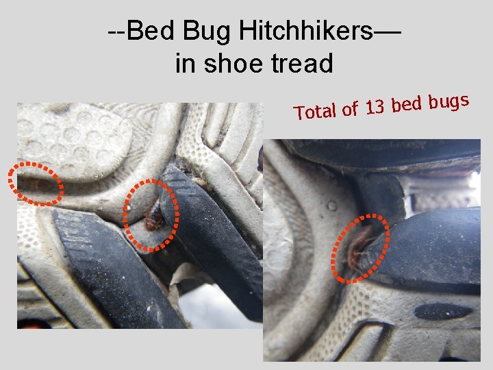 --Bed Bug Hitchhikers— in shoe tread s g u b d e b 3
