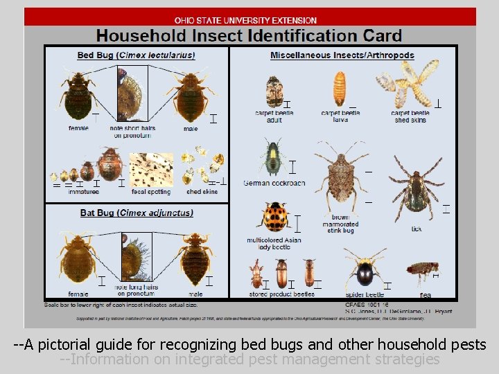 --A pictorial guide for recognizing bed bugs and other household pests --Information on integrated