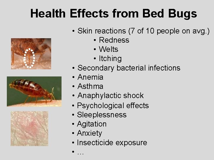 Health Effects from Bed Bugs • Skin reactions (7 of 10 people on avg.