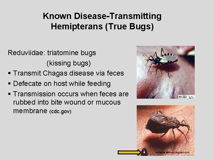 Known Disease-Transmitting Hemipterans (True Bugs) Reduviidae: triatomine bugs (kissing bugs) § Transmit Chagas disease