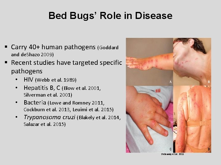 Bed Bugs’ Role in Disease § Carry 40+ human pathogens (Goddard and de. Shazo