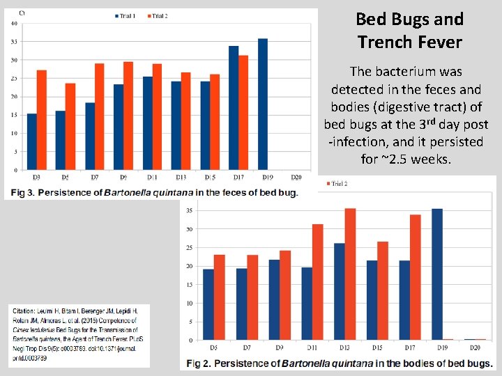 Bed Bugs and Trench Fever The bacterium was detected in the feces and bodies
