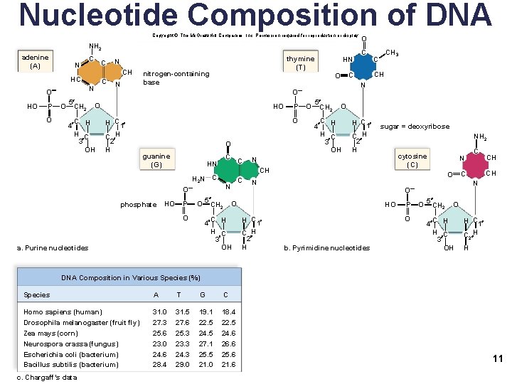 Nucleotide Composition of DNA Copyright © The Mc. Graw-Hill Companies, Inc. Permission required for