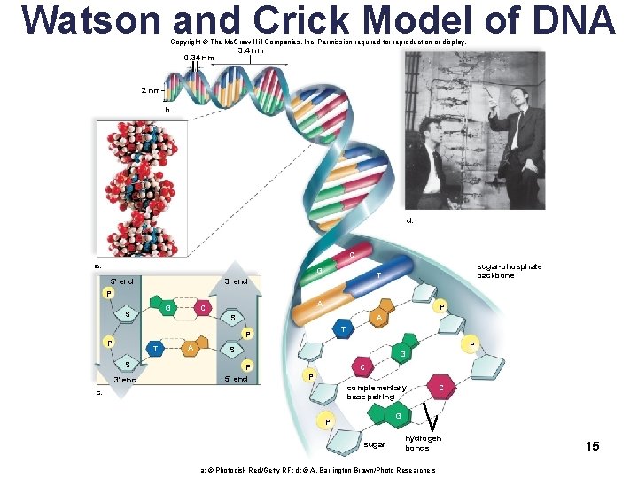 Watson and Crick Model of DNA Copyright © The Mc. Graw-Hill Companies, Inc. Permission