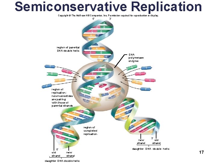 Semiconservative Replication Copyright © The Mc. Graw-Hill Companies, Inc. Permission required for reproduction or