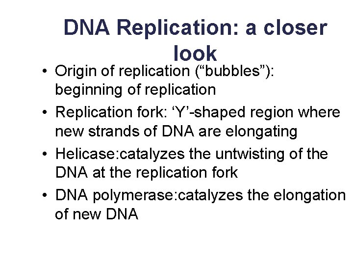 DNA Replication: a closer look • Origin of replication (“bubbles”): beginning of replication •