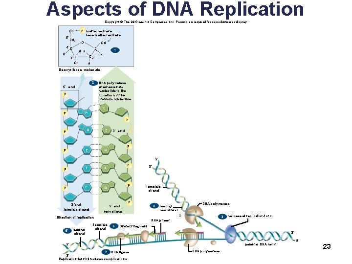 Aspects of DNA Replication Copyright © The Mc. Graw-Hill Companies, Inc. Permission required for