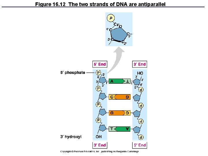 Figure 16. 12 The two strands of DNA are antiparallel 