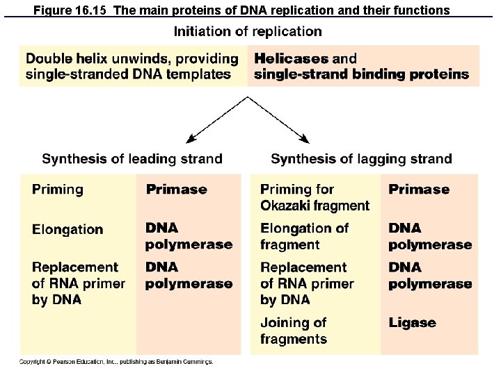Figure 16. 15 The main proteins of DNA replication and their functions 