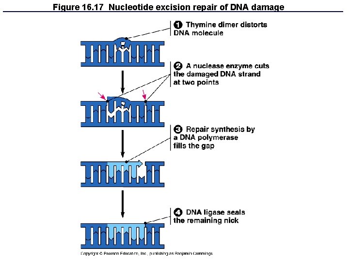 Figure 16. 17 Nucleotide excision repair of DNA damage 