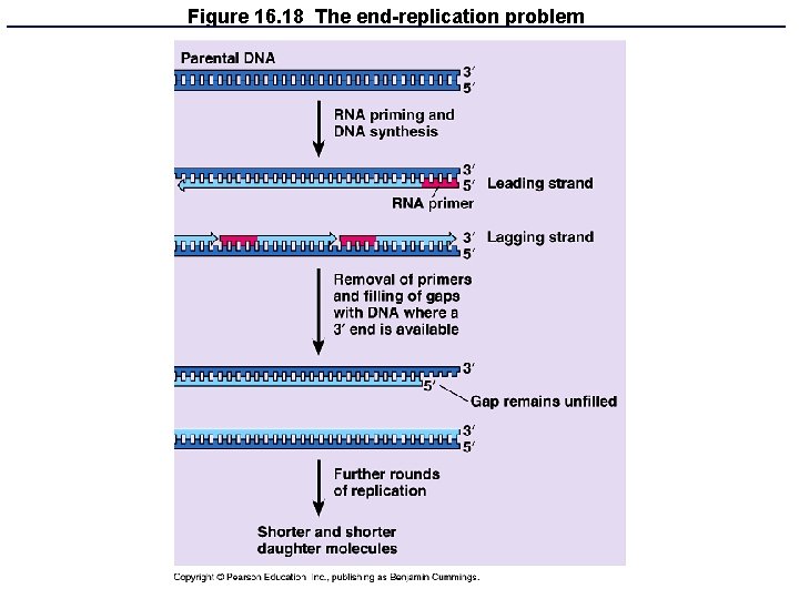 Figure 16. 18 The end-replication problem 