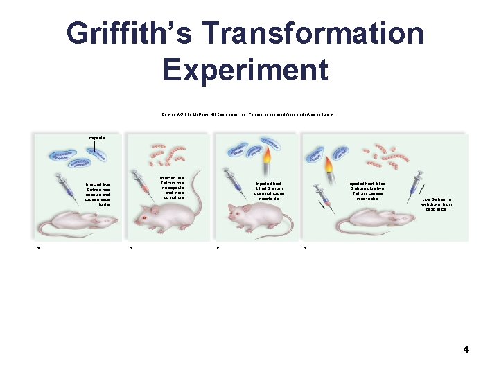 Griffith’s Transformation Experiment Copyright © The Mc. Graw-Hill Companies, Inc. Permission required for reproduction