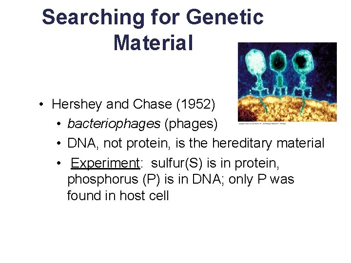 Searching for Genetic Material • Hershey and Chase (1952) • bacteriophages (phages) • DNA,