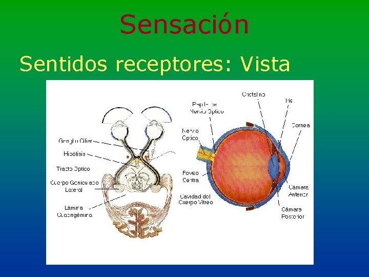 Sensación Sentidos receptores: Vista 