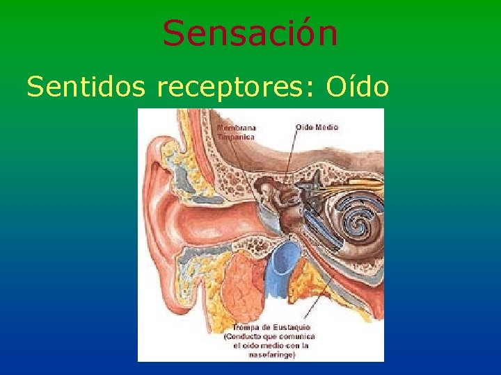 Sensación Sentidos receptores: Oído 