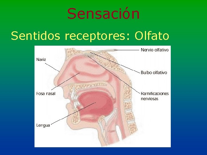 Sensación Sentidos receptores: Olfato 