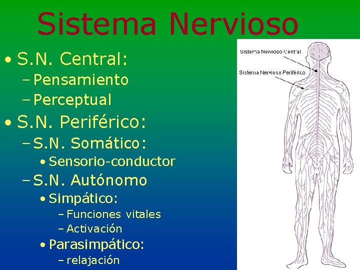 Sistema Nervioso • S. N. Central: – Pensamiento – Perceptual • S. N. Periférico: