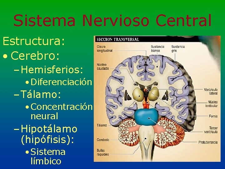 Sistema Nervioso Central Estructura: • Cerebro: – Hemisferios: • Diferenciación – Tálamo: • Concentración