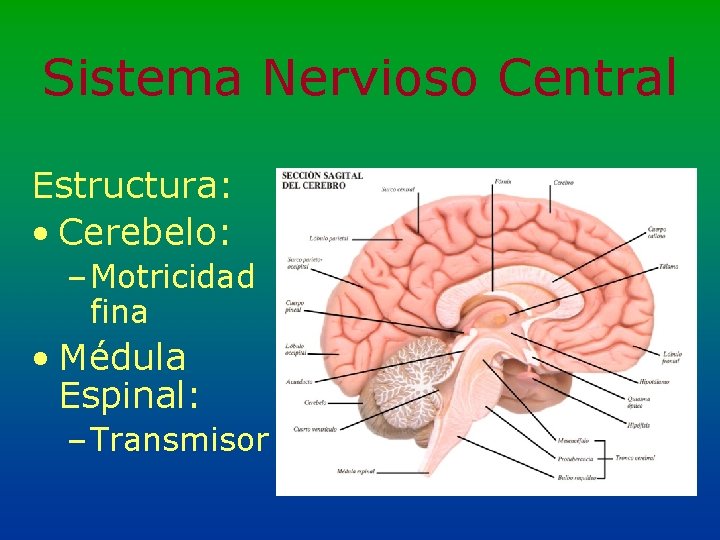 Sistema Nervioso Central Estructura: • Cerebelo: – Motricidad fina • Médula Espinal: – Transmisor