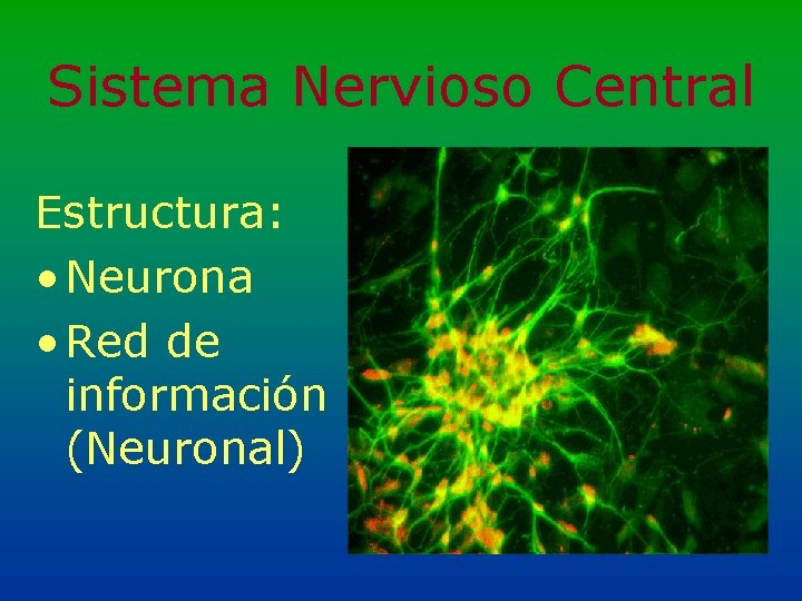 Sistema Nervioso Central Estructura: • Neurona • Red de información (Neuronal) 