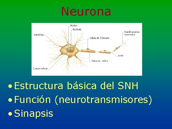 Neurona • Estructura básica del SNH • Función (neurotransmisores) • Sinapsis 