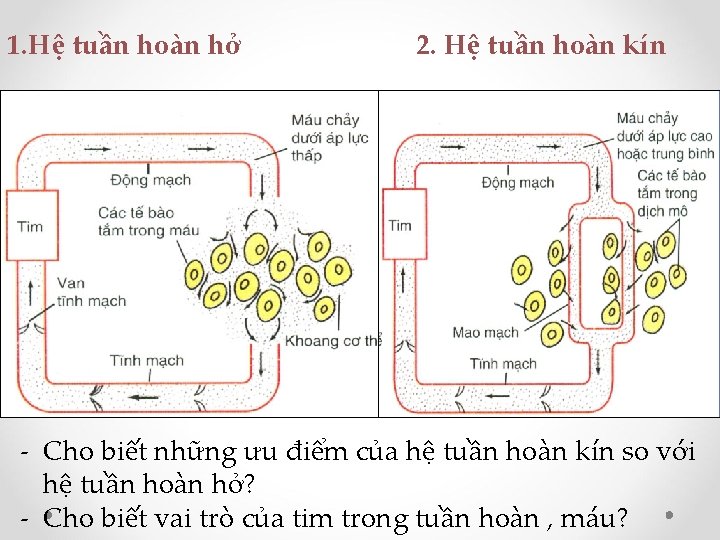 1. Hệ tuần hoàn hở 2. Hệ tuần hoàn kín - Cho biết những