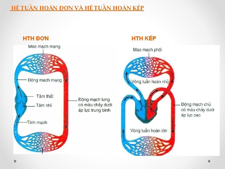 HỆ TUẦN HOÀN ĐƠN VÀ HỆ TUẦN HOÀN KÉP HTH ĐƠN HTH KÉP