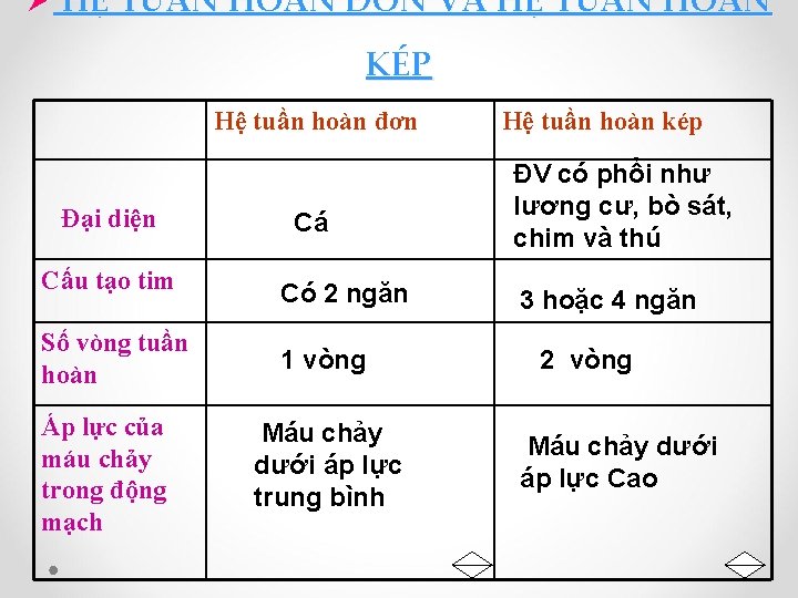 Ø HỆ TUẦN HOÀN ĐƠN VÀ HỆ TUẦN HOÀN KÉP Hệ tuần hoàn đơn