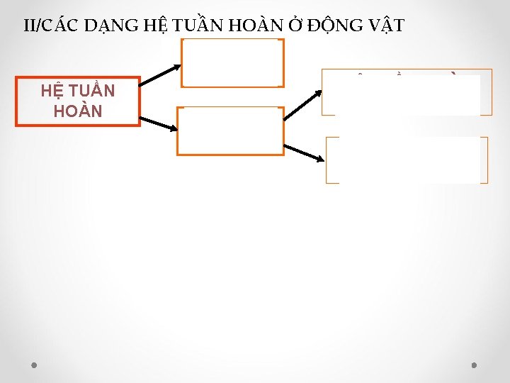 II/CÁC DẠNG HỆ TUẦN HOÀN Ở ĐỘNG VẬT HỆ TUẦN HOÀN HỞ HỆ TUẦN